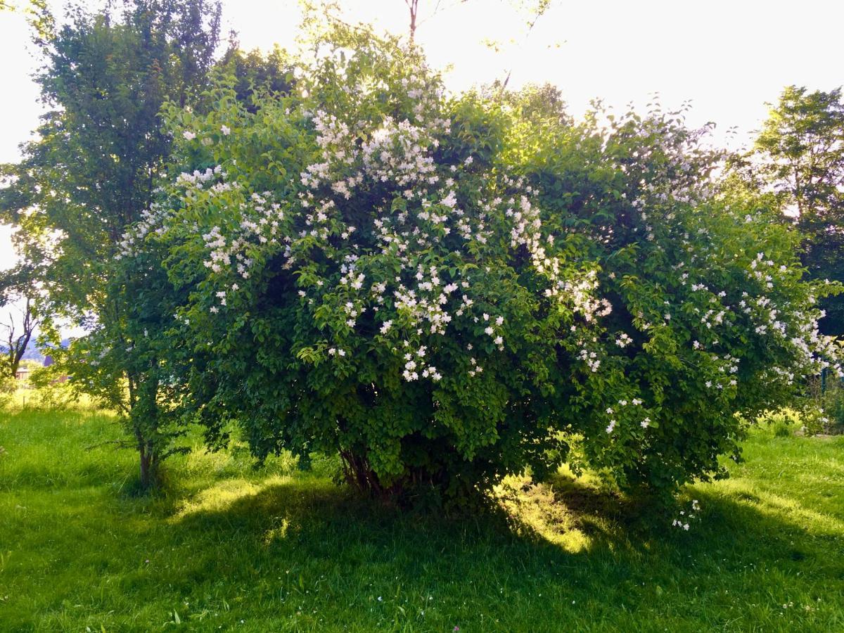 Naturforsthaus Gartenblick Fuer Hunde - Und Naturverbundene Menschen Preitenegg Buitenkant foto